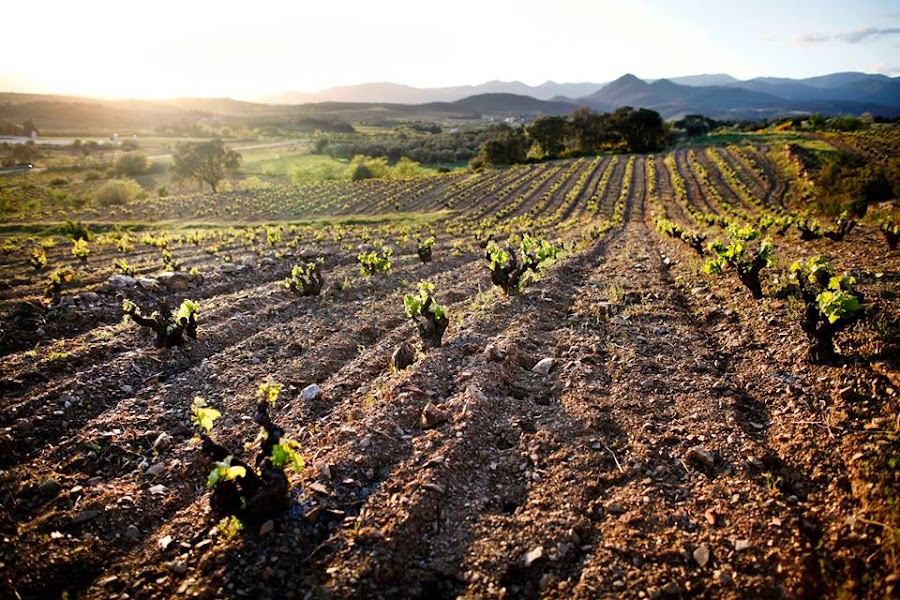 Bodega La Vinyeta