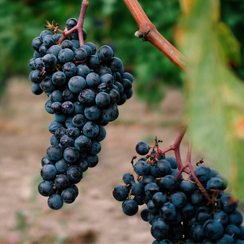 Bodega Ras Vals