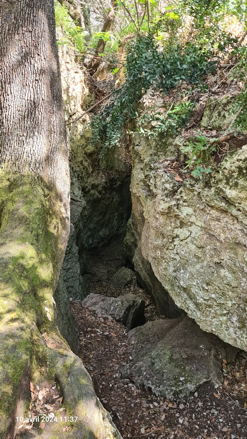Bosque de Las Estunas
